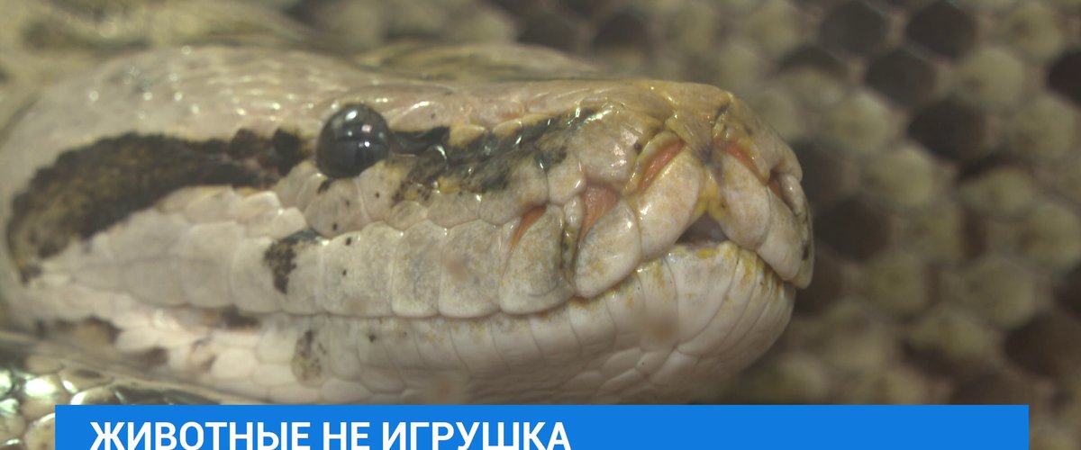 Борьба со змеями в индии. Змея и крокодил картинки. Много лет назад он спас маленькую змею. Змея серебристого цвета. Титанобоа.